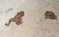 Common toads bufo bufo are moving Royalty Free Stock Photo