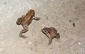 Common toads bufo bufo are moving Royalty Free Stock Photo