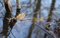 Common toads