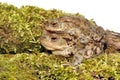 Common Toads