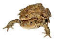 Common Toads Royalty Free Stock Photo