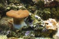 Common toadstool coral