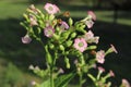 Common tobacco, Nicotiana tabacum. Inflorescence of tobacco flowers.