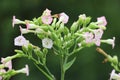 Common tobacco, Nicotiana tabacum. Inflorescence of tobacco flowers. Royalty Free Stock Photo