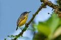 Common Tody-Flycatcher