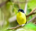 Common Tody Flycatcher perched on a tree Royalty Free Stock Photo