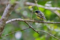 Common Tody Flycatcher Royalty Free Stock Photo