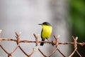 Common Tody Flycatcher Royalty Free Stock Photo