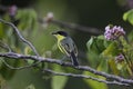 Common Tody-flycatcher, Todirostrum cinereum Royalty Free Stock Photo