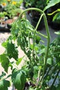 A Tomato Plant Wilting on a Hot Summer Day