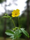 Common tormentil (Potentilla erecta) Royalty Free Stock Photo