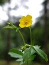 Common tormentil (Potentilla erecta)