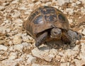 Common tortoise or Tetsudo graeca male . Royalty Free Stock Photo