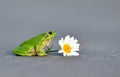 Common tree frog Royalty Free Stock Photo