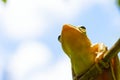 Common tree frog or golden tree frog and background of cloud Royalty Free Stock Photo