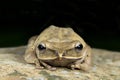 Common tree frog, Golden tree frog Polypedates leucomystax,Beautiful Frog, Frog on the rocks Royalty Free Stock Photo