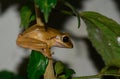 Common Tree Frog hanging on a plant .