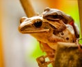 Common Tree Frog holding her child Royalty Free Stock Photo
