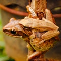 Common Tree Frog holding her child Royalty Free Stock Photo