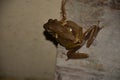 Common tree frog mating . Royalty Free Stock Photo