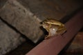 Common tree frog mating . Royalty Free Stock Photo