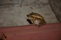 Common tree frog mating . Royalty Free Stock Photo