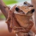 Common Tree Frog holding her child Royalty Free Stock Photo