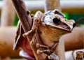 Common Tree Frog holding her child Royalty Free Stock Photo