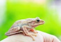 Common tree frog Polypedates leucomystax sit on the leaf. Royalty Free Stock Photo