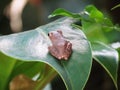 Common tree frog Polypedates leucomystax sit on the leaf. Royalty Free Stock Photo