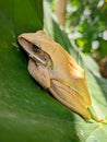 The common tree frog is resting on a leaf Royalty Free Stock Photo
