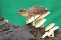 A common tree frog resting on a rotting tree trunk overgrown with fungus. Royalty Free Stock Photo