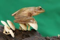 A common tree frog resting on a rotting tree trunk overgrown with fungus. Royalty Free Stock Photo