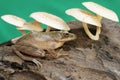 A common tree frog resting on a rotting tree trunk overgrown with fungus. Royalty Free Stock Photo