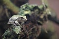 Common tree frog Royalty Free Stock Photo