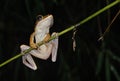 Common Tree Frog, Polypedates leucomystax Royalty Free Stock Photo