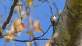 Common treecreeper, bird, climbing the branch of a large tree Royalty Free Stock Photo