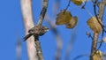 Common treecreeper, bird, climbing the branch of a large tree Royalty Free Stock Photo