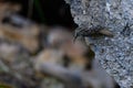 Common Treecreeper or Certhia brachydactyla, standing on a rock wall. Royalty Free Stock Photo