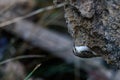 Common Treecreeper or Certhia brachydactyla, standing on a rock wall. Royalty Free Stock Photo