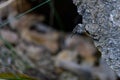 Common Treecreeper or Certhia brachydactyla, standing on a rock wall. Royalty Free Stock Photo