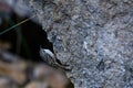 Common Treecreeper or Certhia brachydactyla, standing on a rock wall. Royalty Free Stock Photo