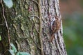 Common treecreeper Certhia familiaris in England Royalty Free Stock Photo