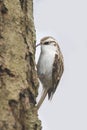 Common treecreeper (Certhia familiaris)