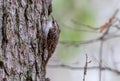 Common treecreeper Certhia familiaris on norwegian spruce trunk Royalty Free Stock Photo