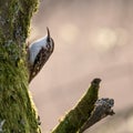 Common Treecreeper in evening sunlight