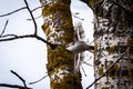 Common Treecreeper flies off the tree trunk with orange lichen