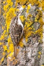 Common Treecreeper sits on the tree trunk with orange lichen