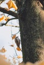 Common treecreeper (Certhia familiaris) on a tree