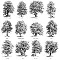 Common trees vector illustrations set